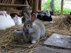 Kaninchenparadies